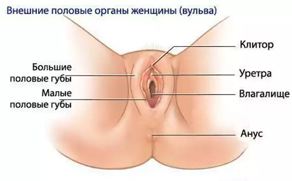 Секс модель показывает пизду крупным планом! anmia2